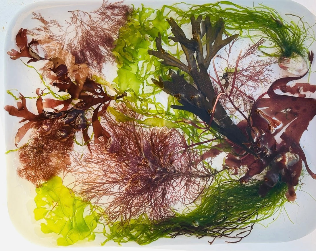 The Importance of Traditional Seaweed Pressing Art in Ocean Ecology and Marine Biology