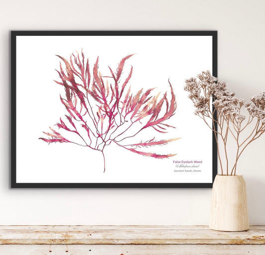 False Eyelash Weed 01 Limited Edition Seaweed Print (Saunton Sands)