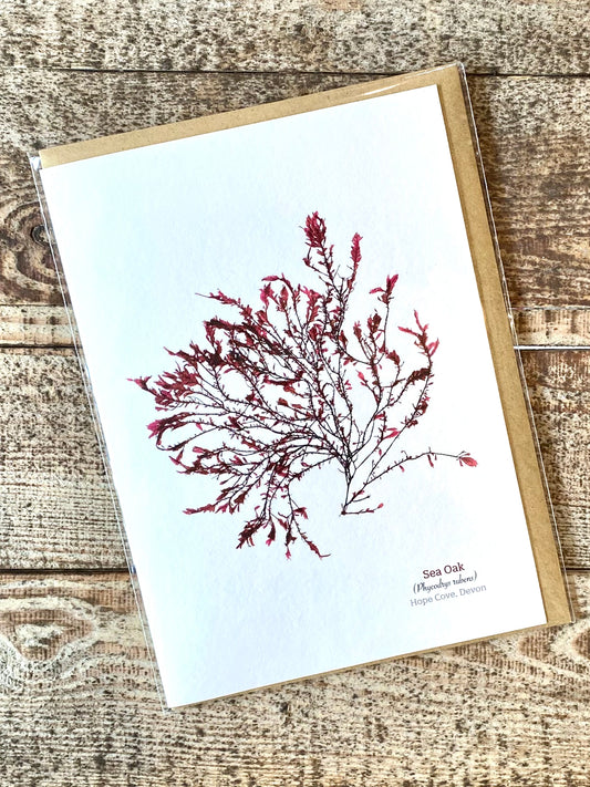 Sea Oak (Hope Cove) Seaweed Greeting Card