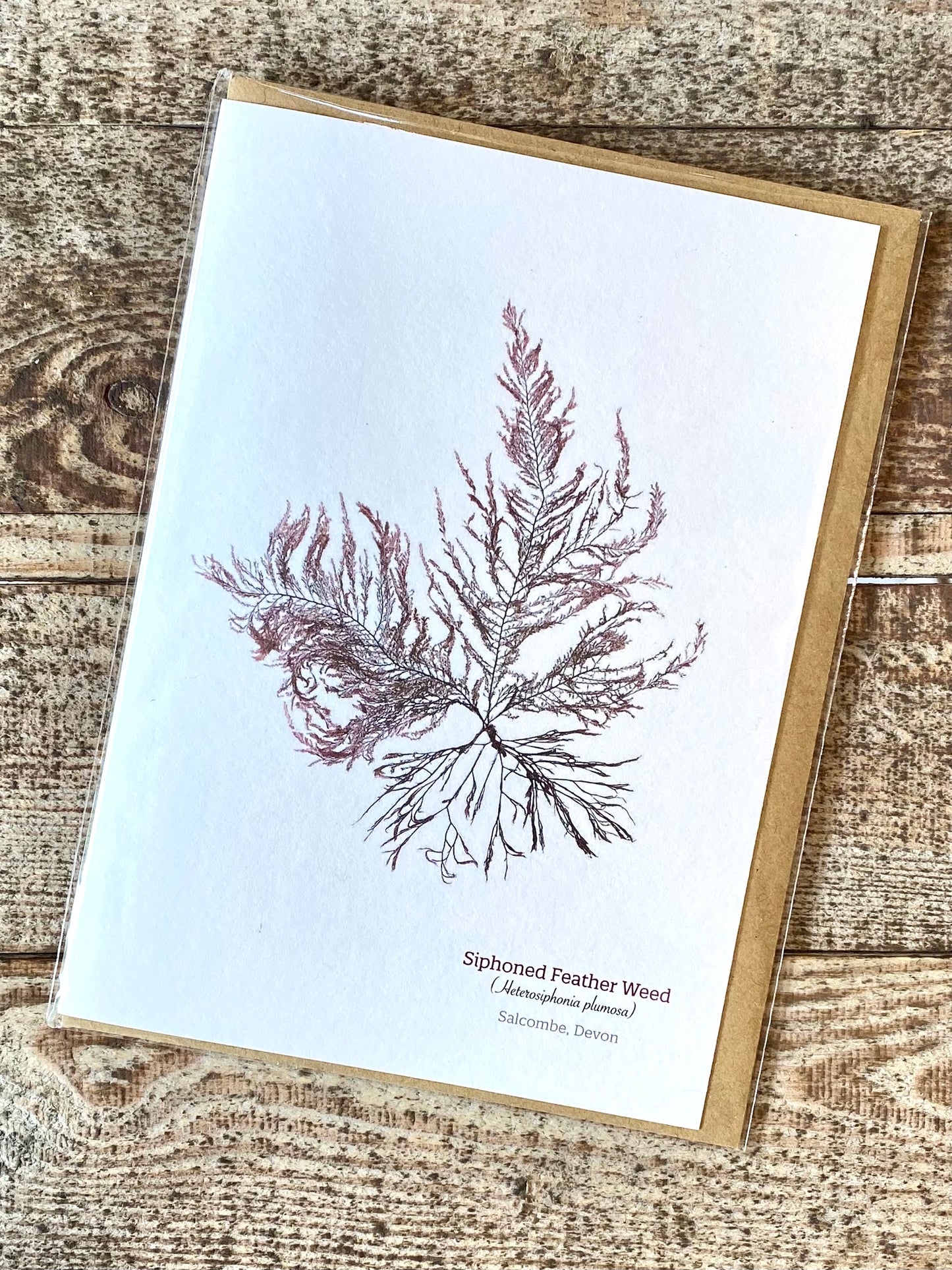 Siphoned Feather Weed (Salcombe) Seaweed Greeting Card