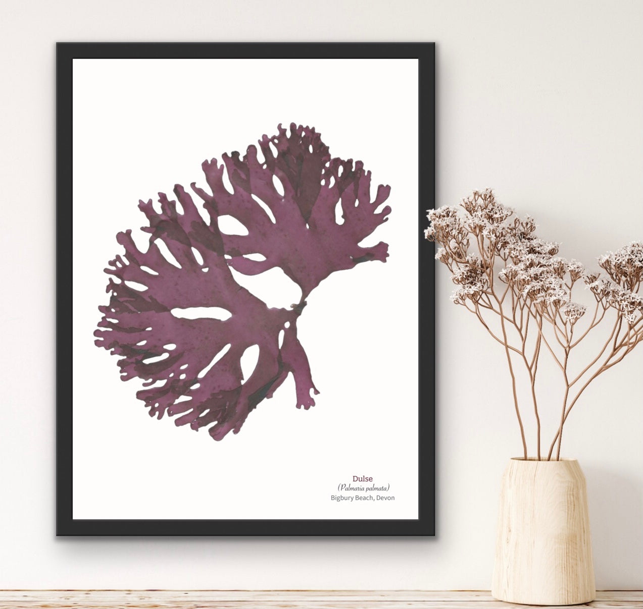 Dulse Limited Edition Seaweed Print (Bigbury Beach)