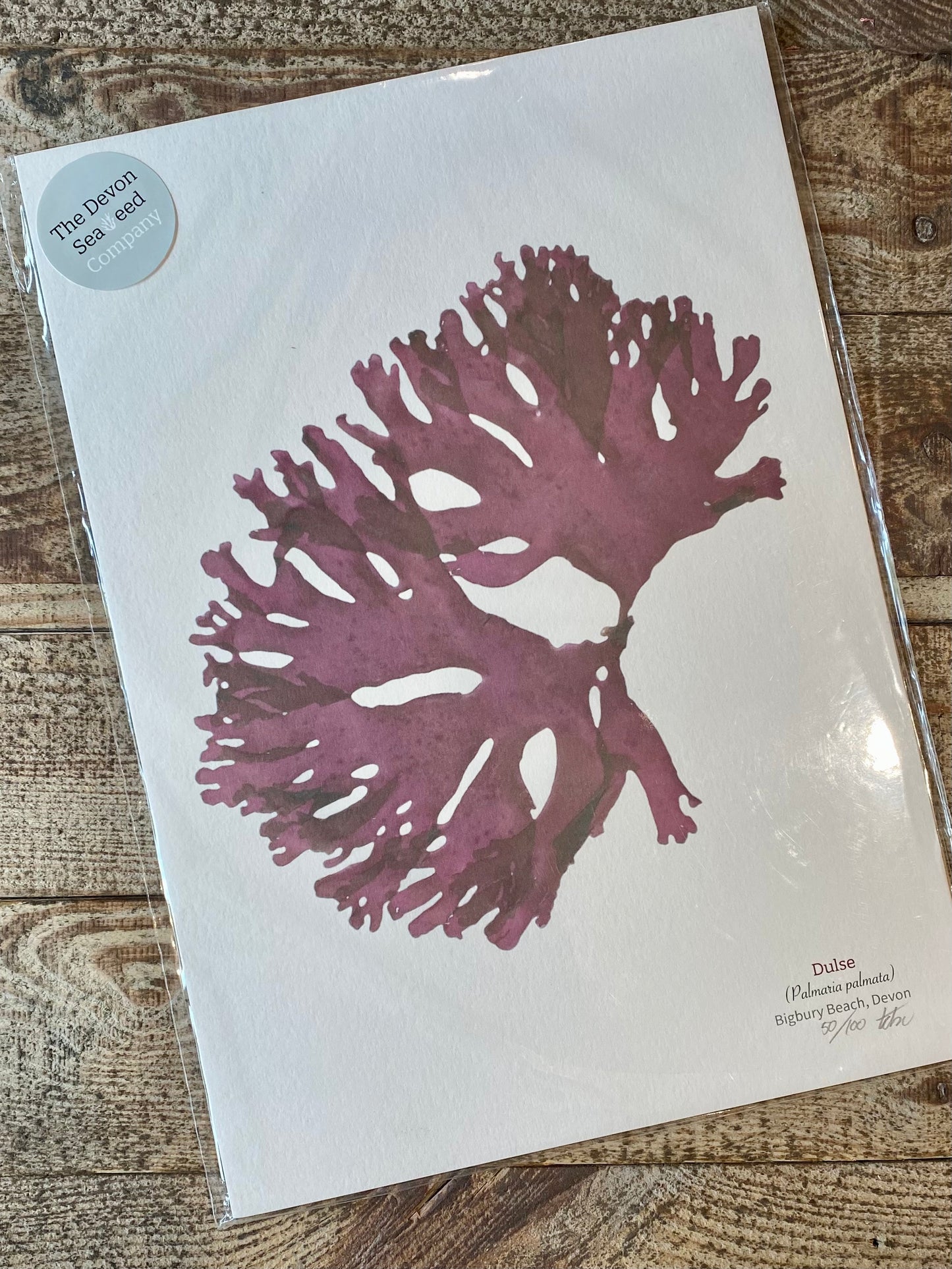 Dulse Limited Edition Seaweed Print (Bigbury Beach)