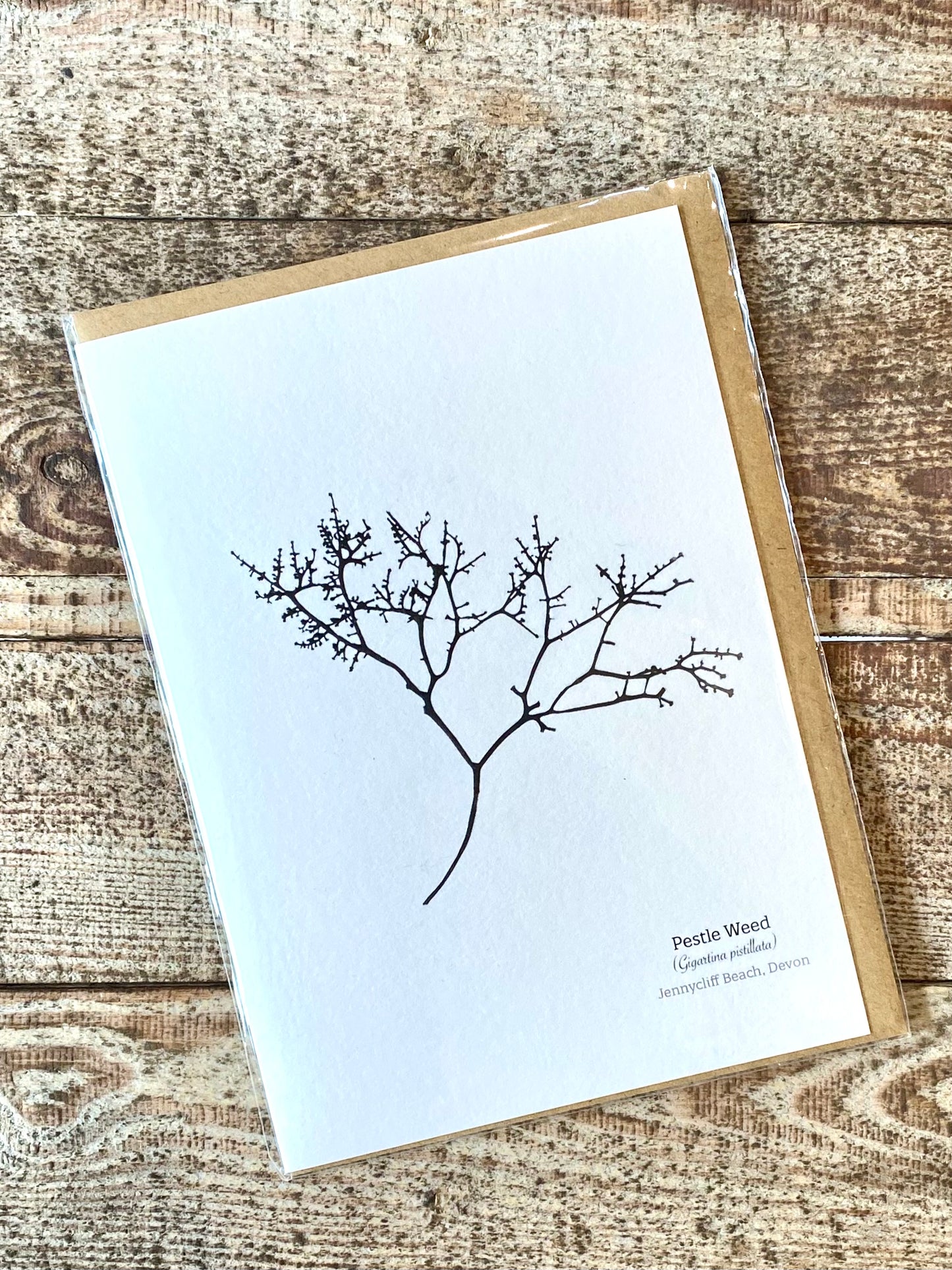 Pestle Weed (Jennycliff Beach) Seaweed Greeting Card