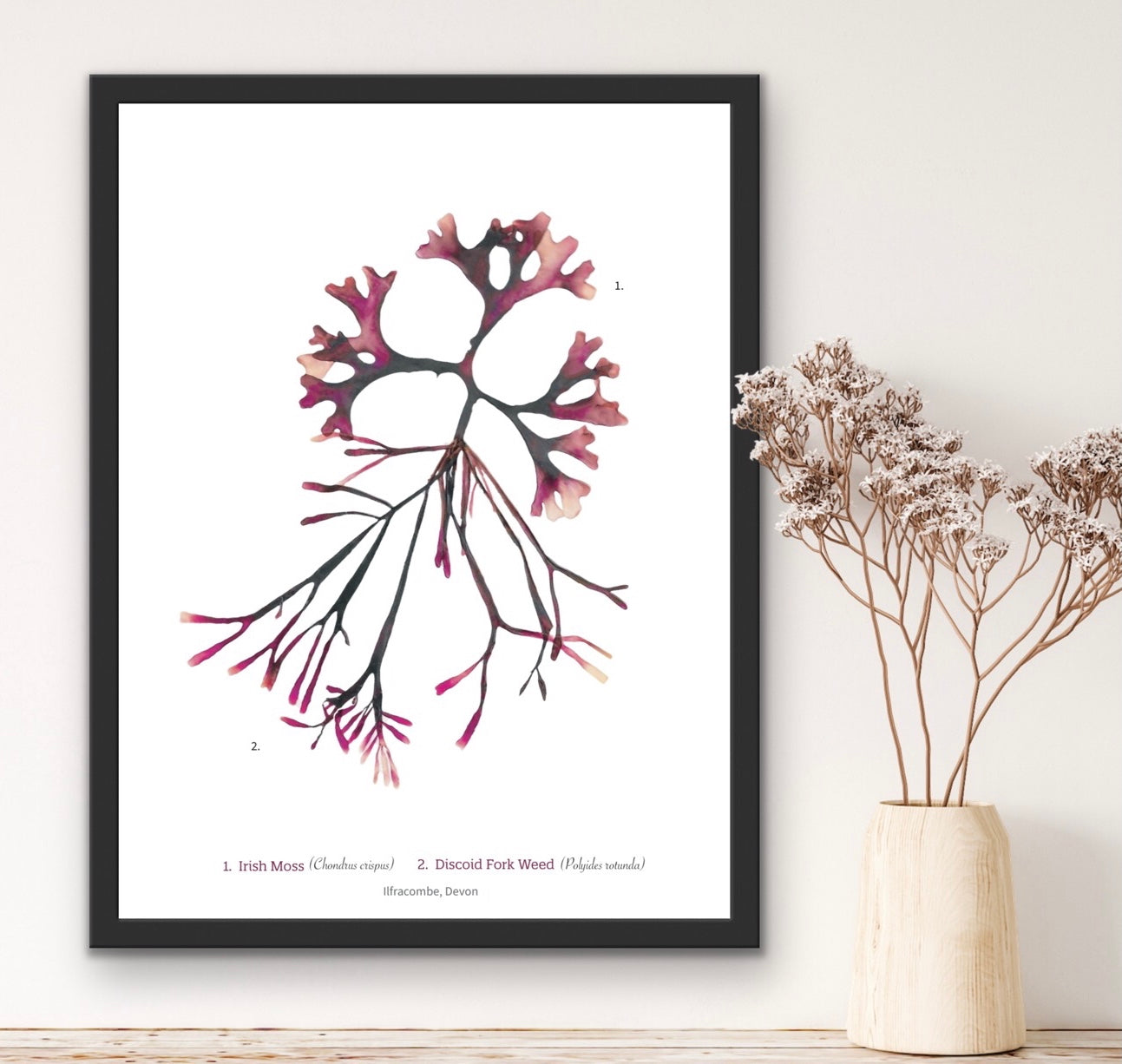 Irish Moss & Discoid Fork Weed Limited Edition Seaweed Print (Ilfracombe)