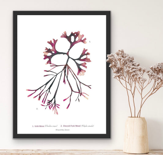 Irish Moss & Discoid Fork Weed Limited Edition Seaweed Print (Ilfracombe)