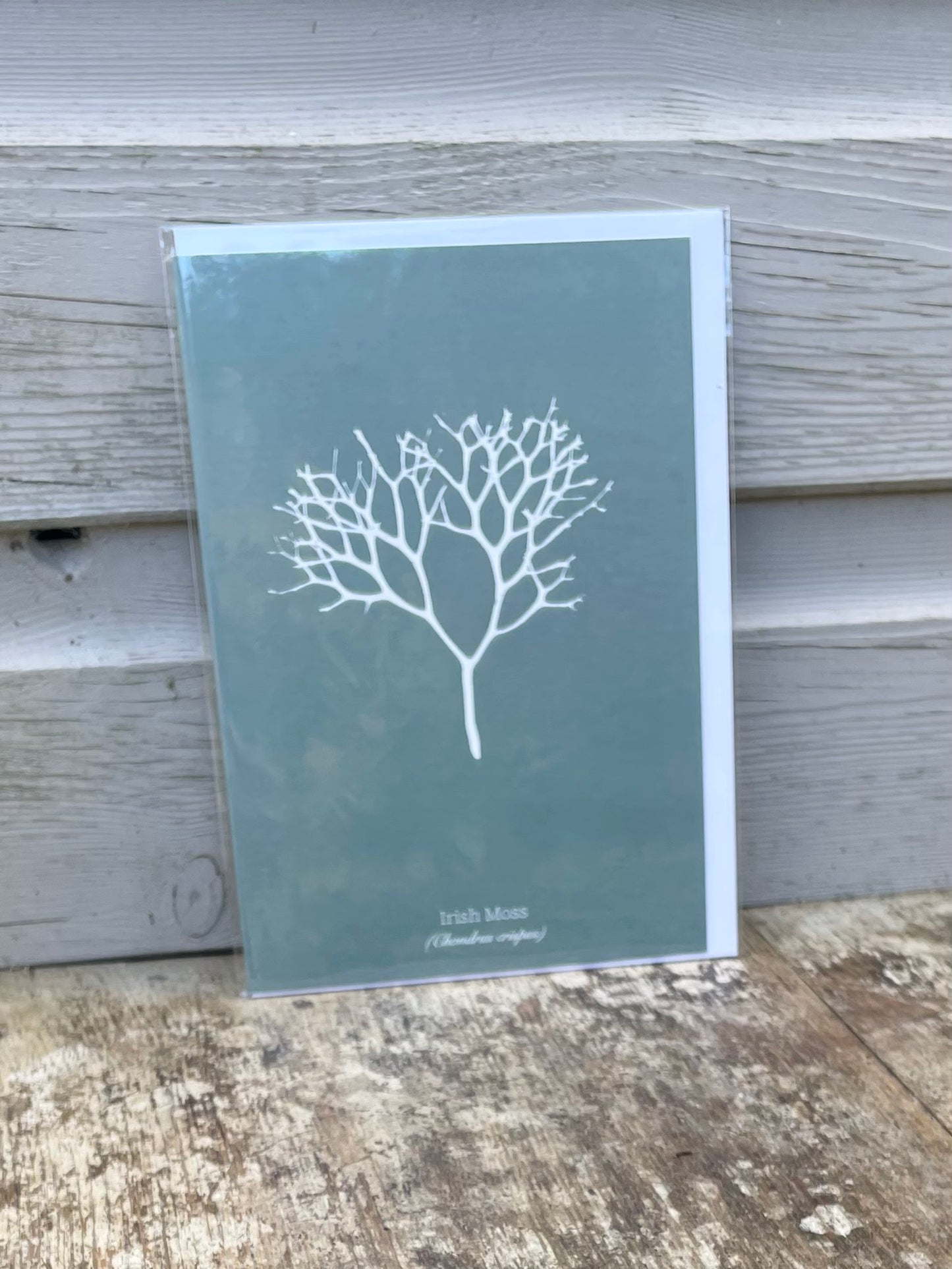 Irish Moss Deep Aquamarine Seaweed Greeting Card