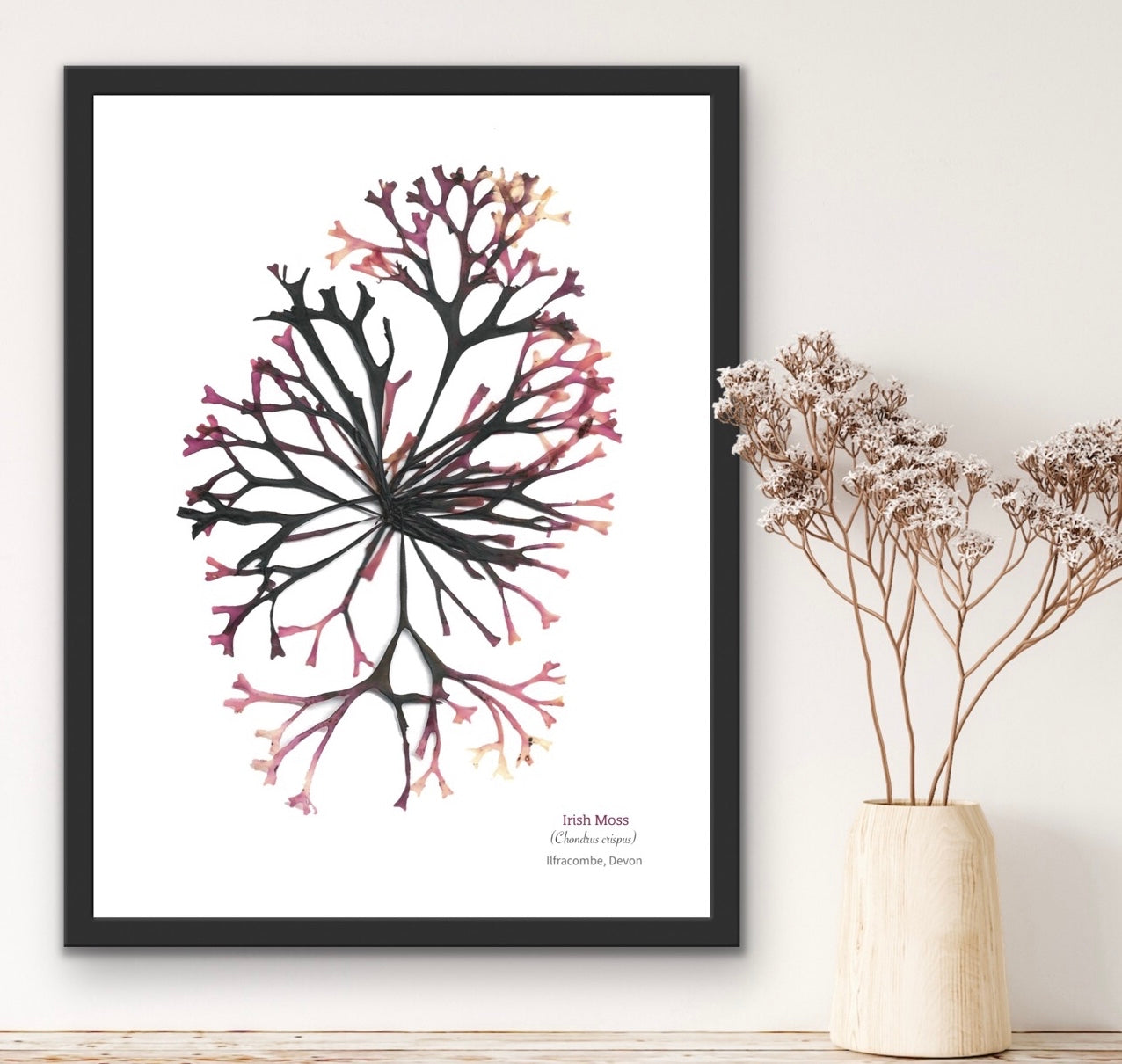 Irish Moss 04 Limited Edition Seaweed Print (Ilfracombe)