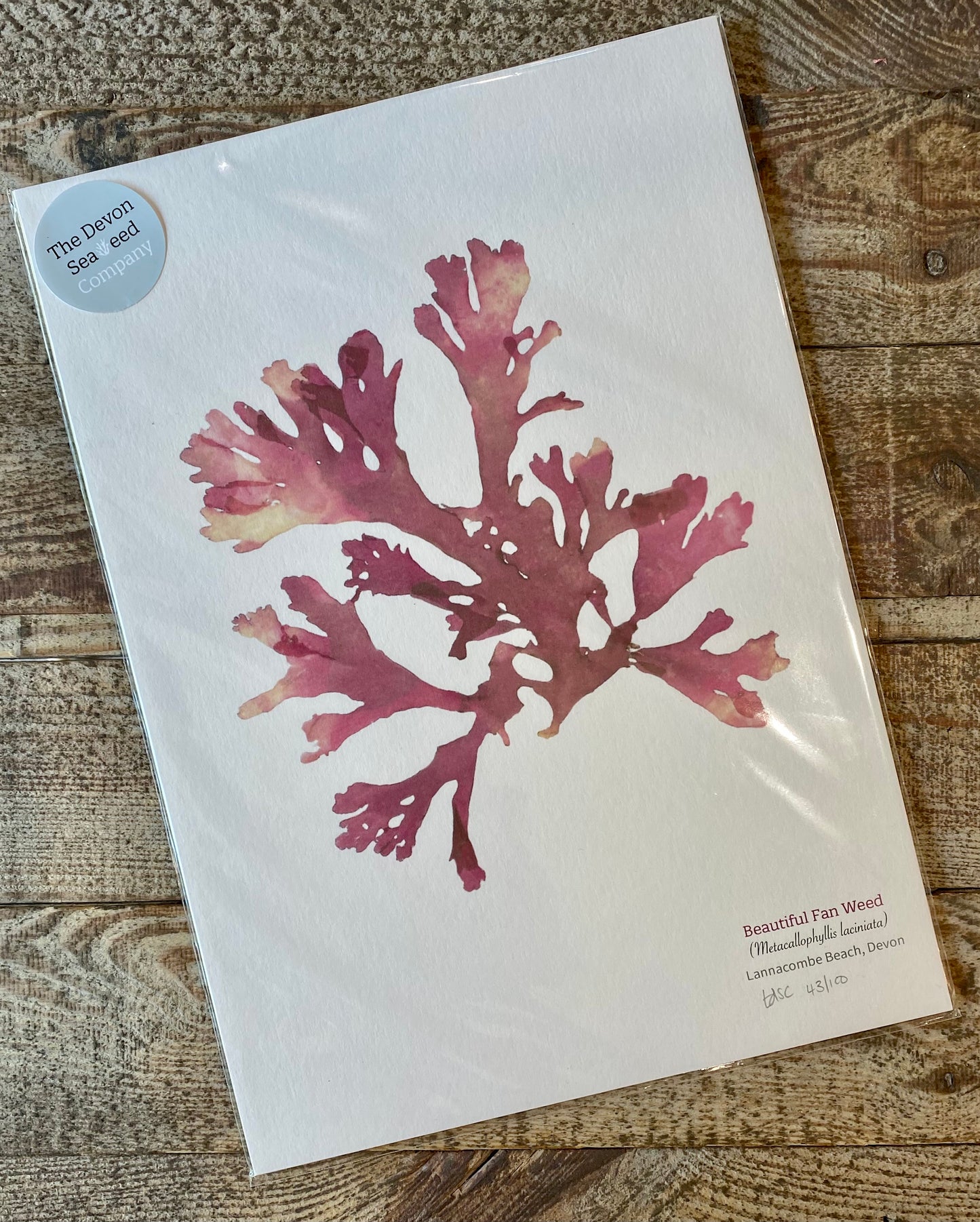 Beautiful Fan weed 01 Limited Edition Seaweed Print (Lannacombe)