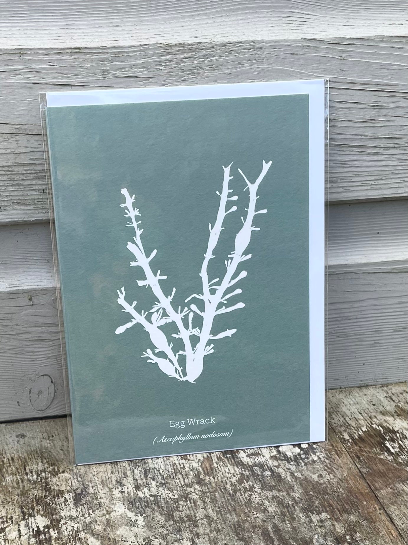 Egg Wrack Deep Aquamarine Seaweed Greeting Card