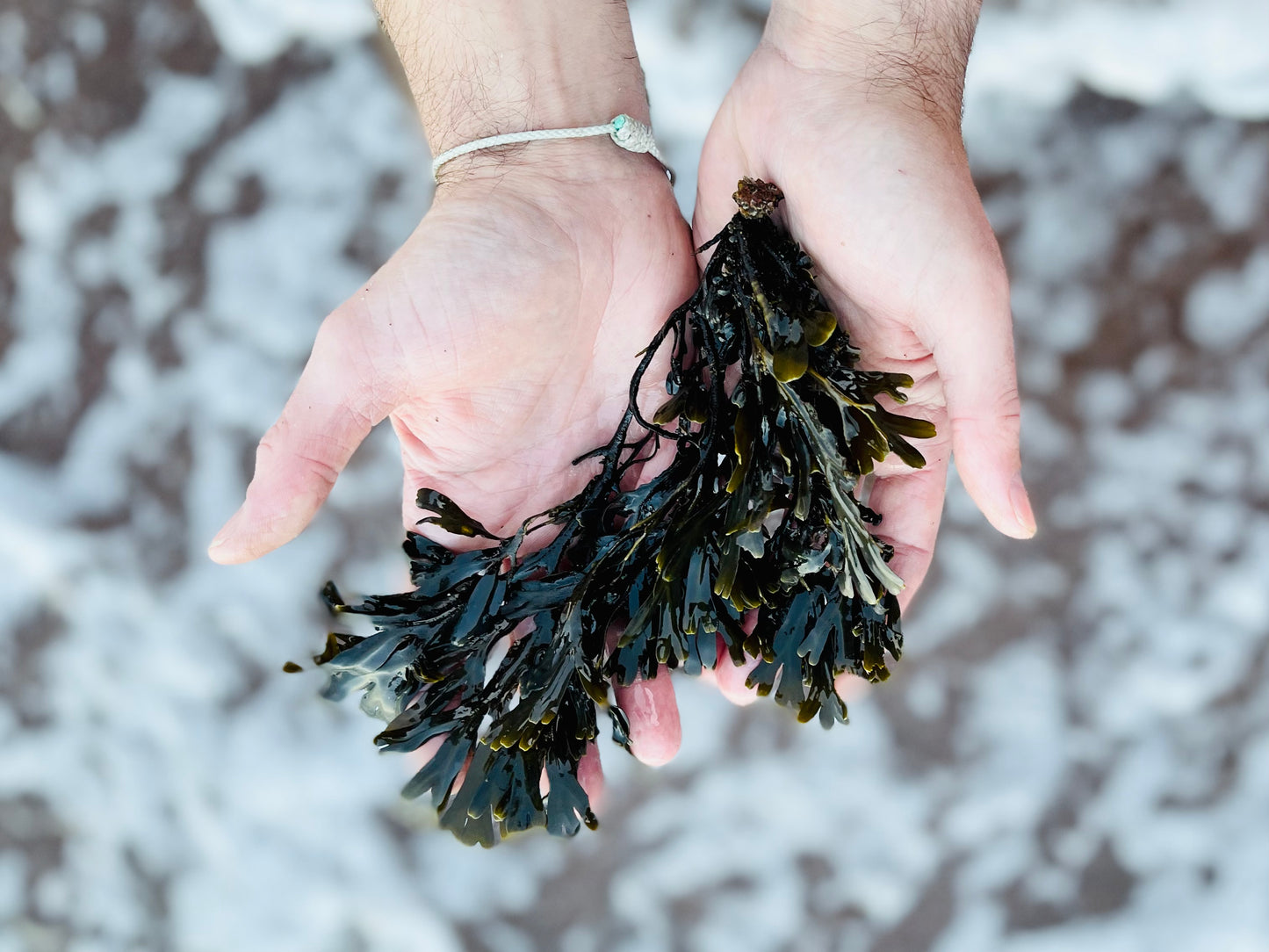 Seaweed Pressing Workshop Thurs 24th August 5-7pm