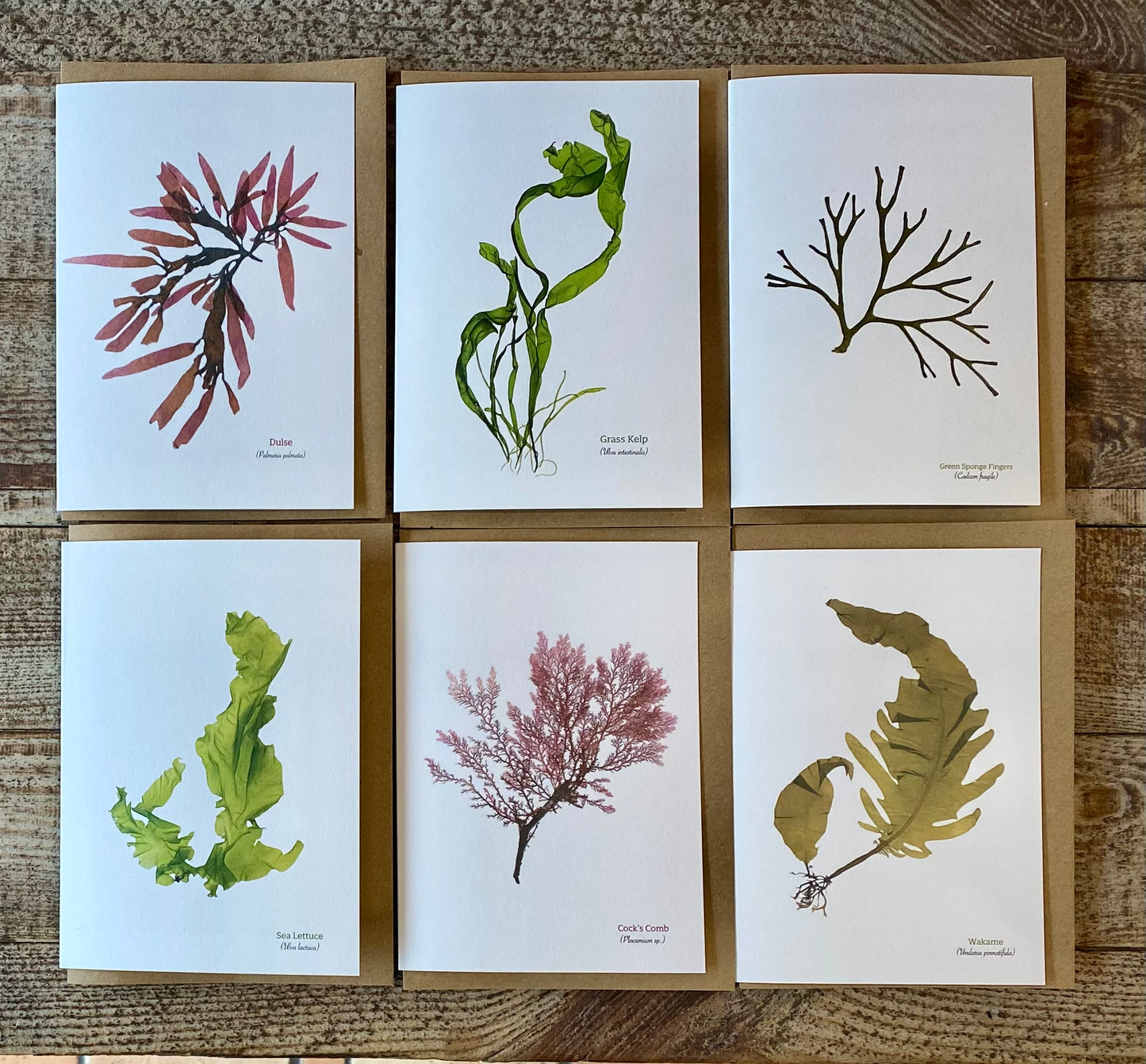 Box of 6 Notecards & Envelopes