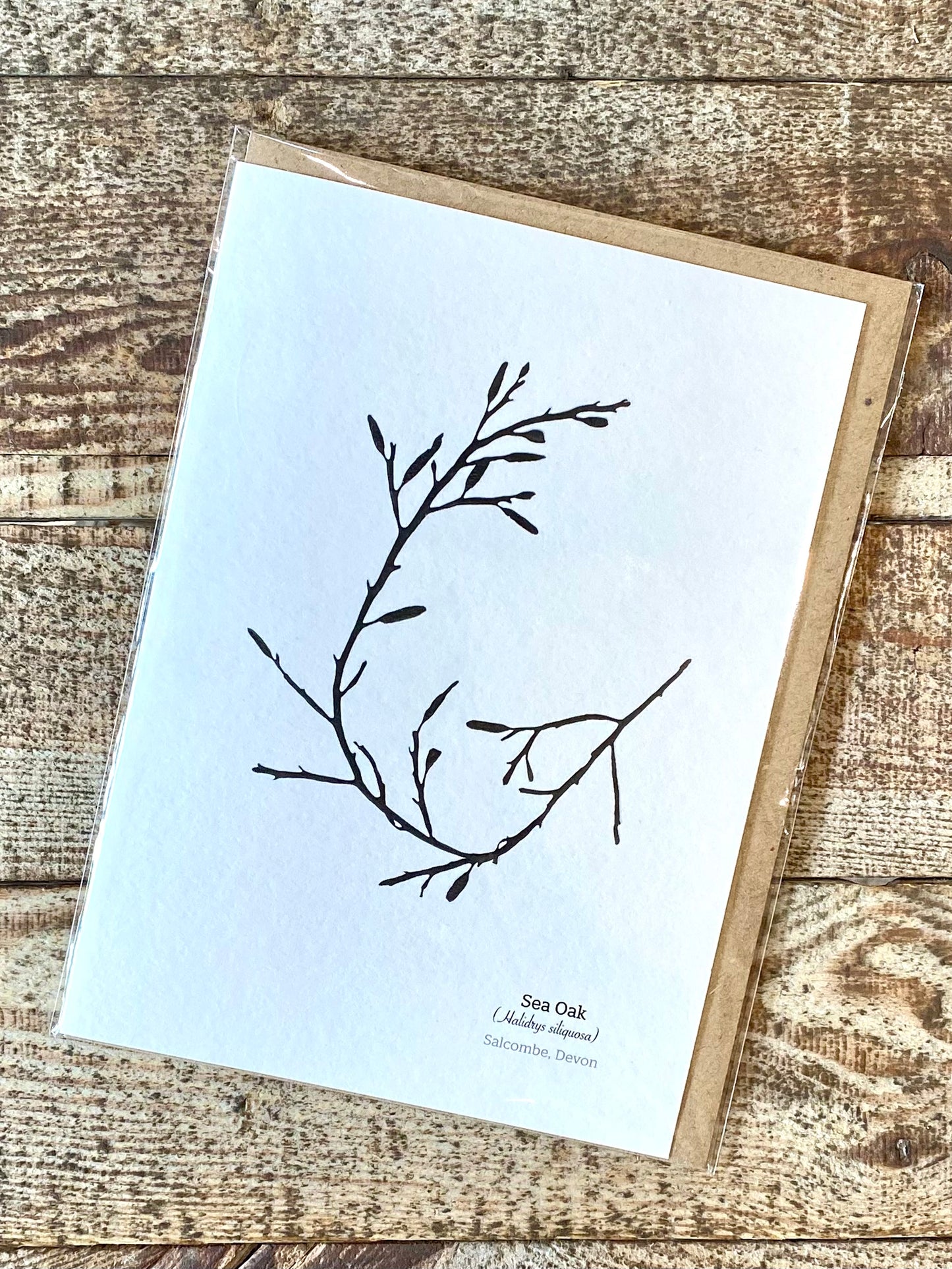 Black Sea Oak (Salcombe) Seaweed Greeting Card