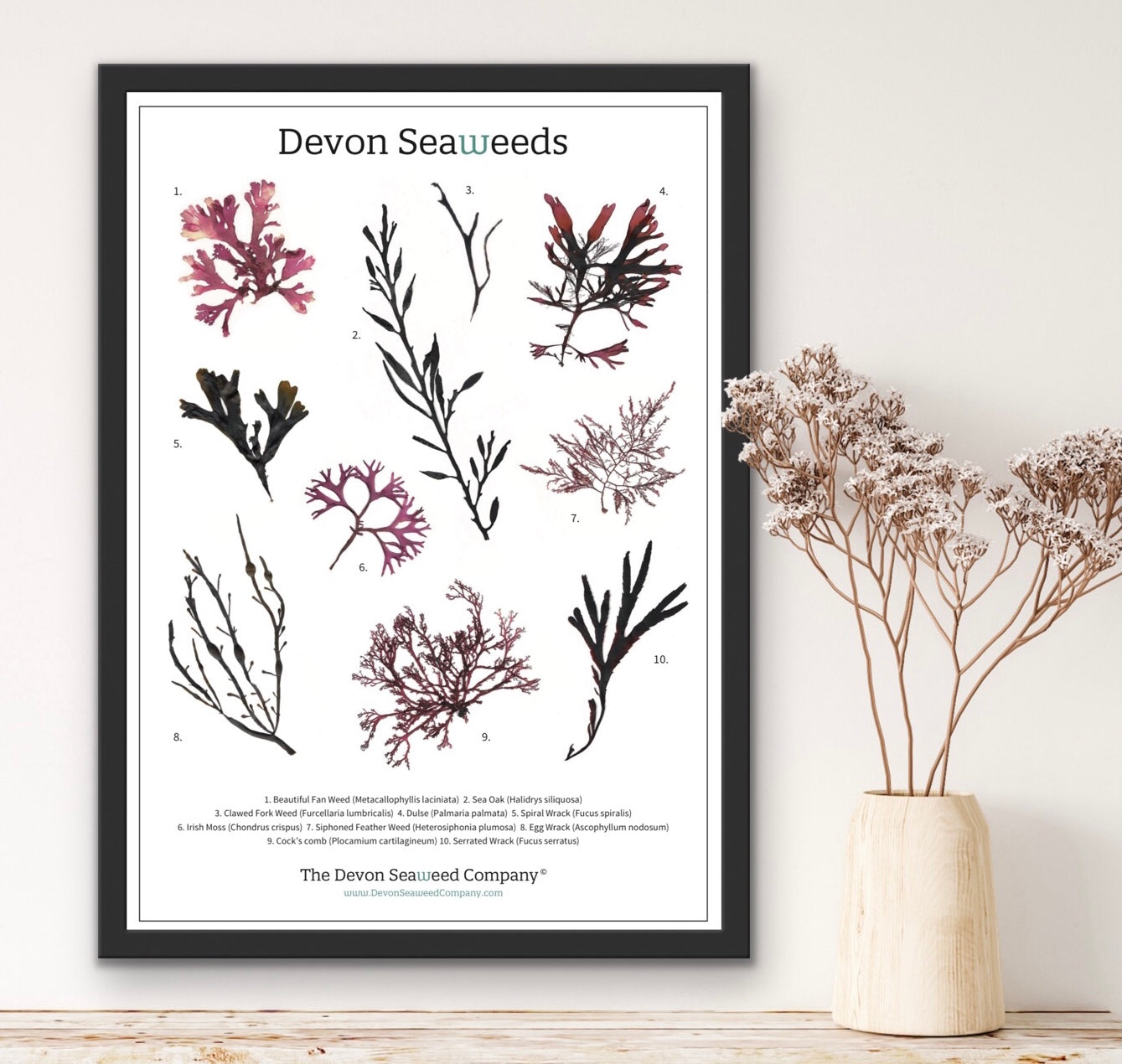 Devon Seaweeds Guide 02