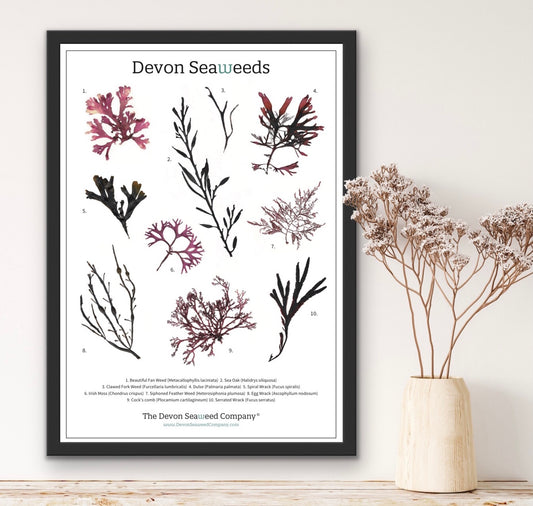 Devon Seaweeds Guide 02