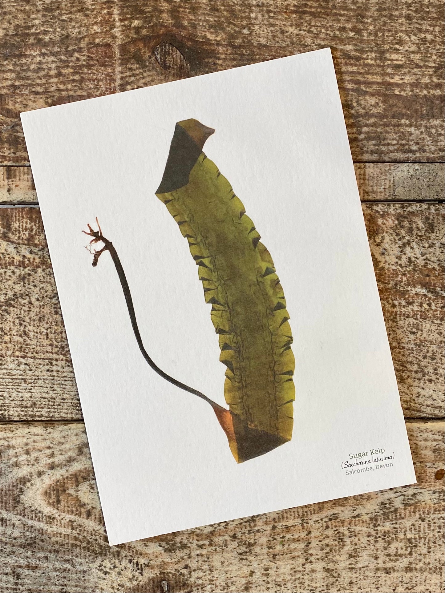 Sugar Kelp Postcard (Salcombe)