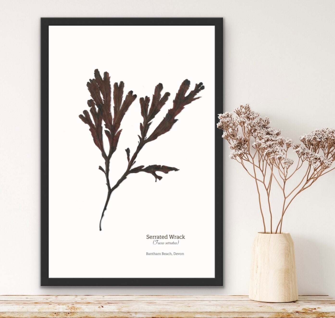 Serrated Wrack 01 Limited Edition Seaweed Print (Bantham)