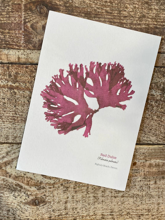 Dulse Postcard (Bigbury)