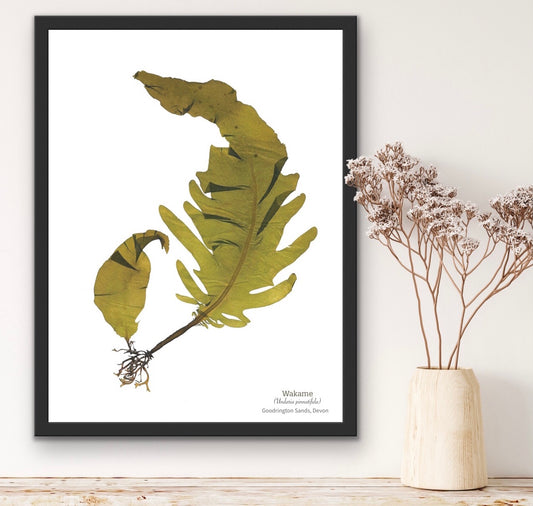 Wakame Limited Edition Seaweed Print (Goodrington Sands)