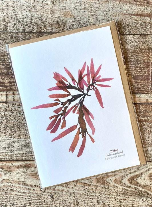 Dulse (Beer Beach) Seaweed Greeting Card