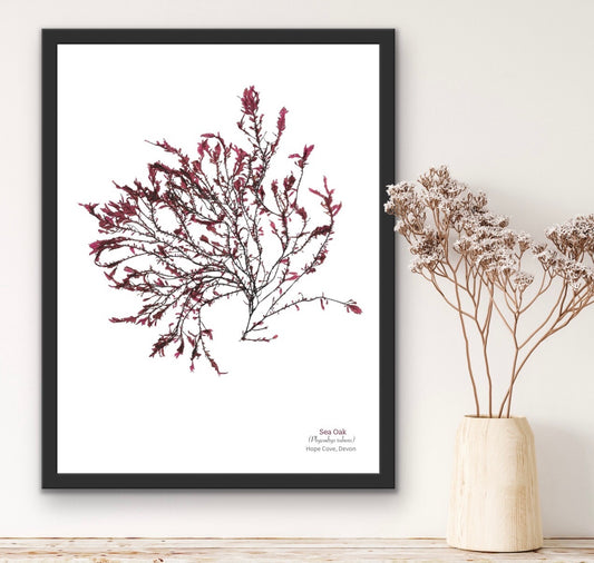 Sea Oak Limited Edition Seaweed Print (Hope Cove)