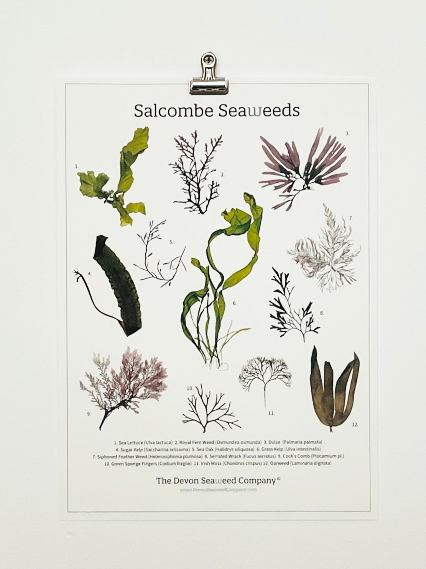 Salcombe Seaweeds Guide