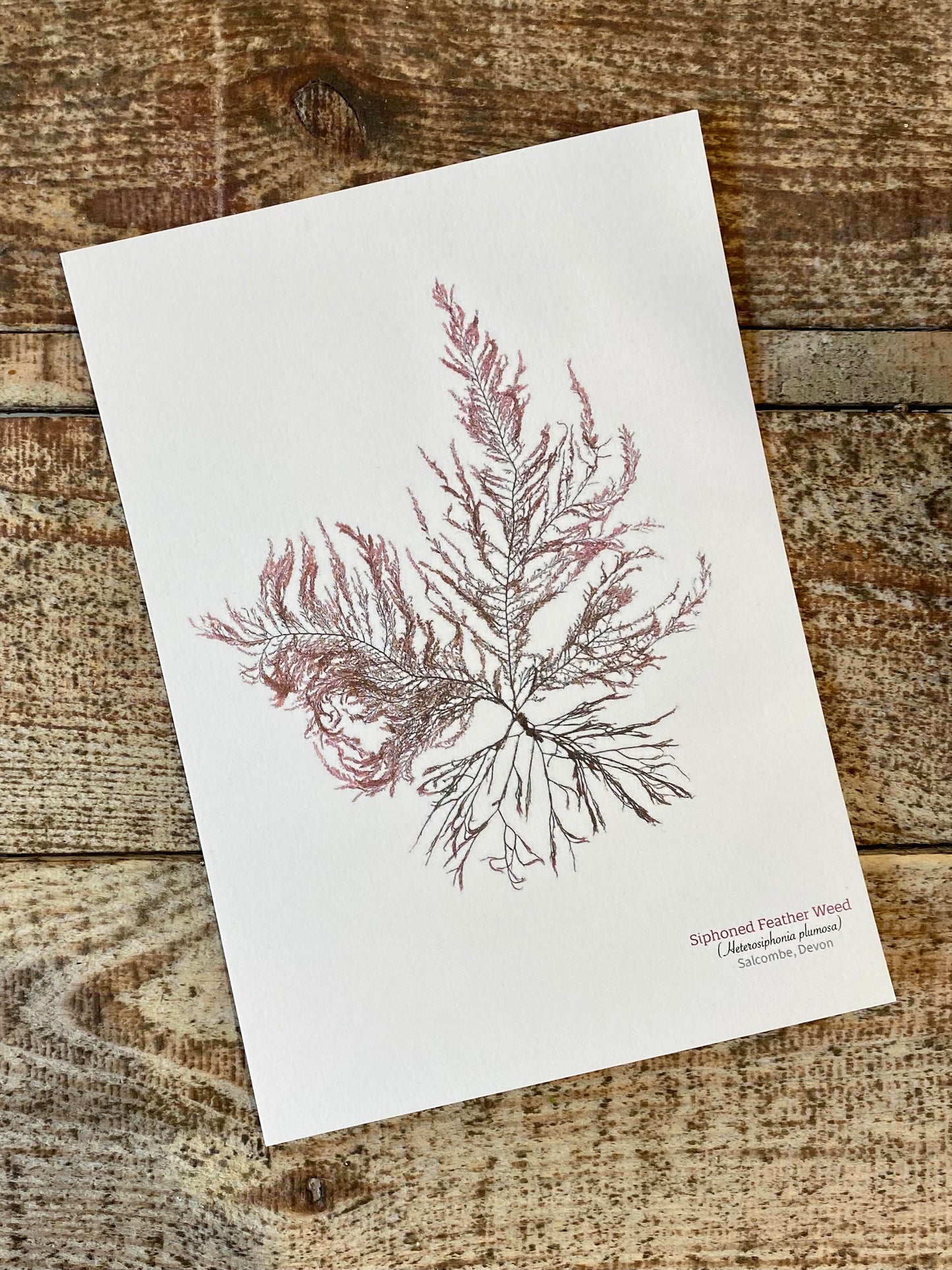 Siphoned Feather Weed Postcard (Salcombe)