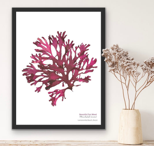 Beautiful Fan weed 02 Limited Edition Seaweed Print (Lannacombe)