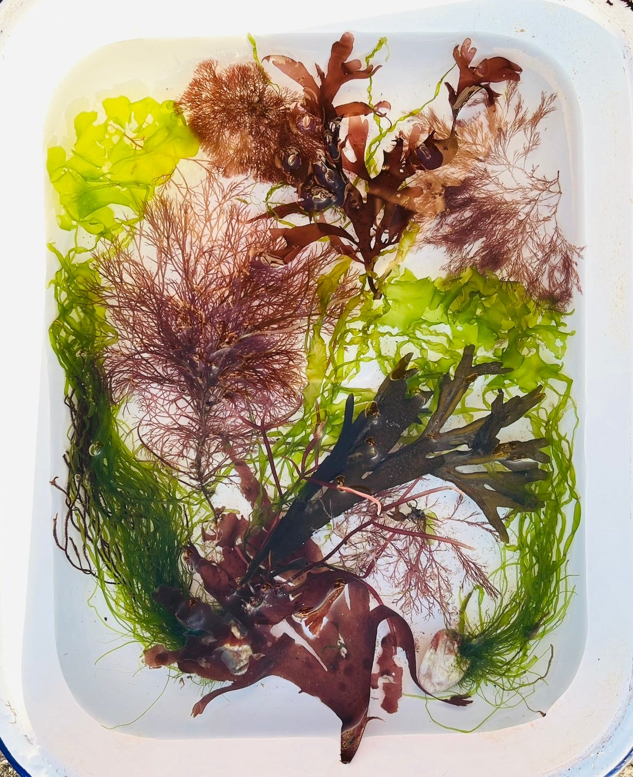 Seaweed Pressing Workshop Thurs 3rd August 5-7pm