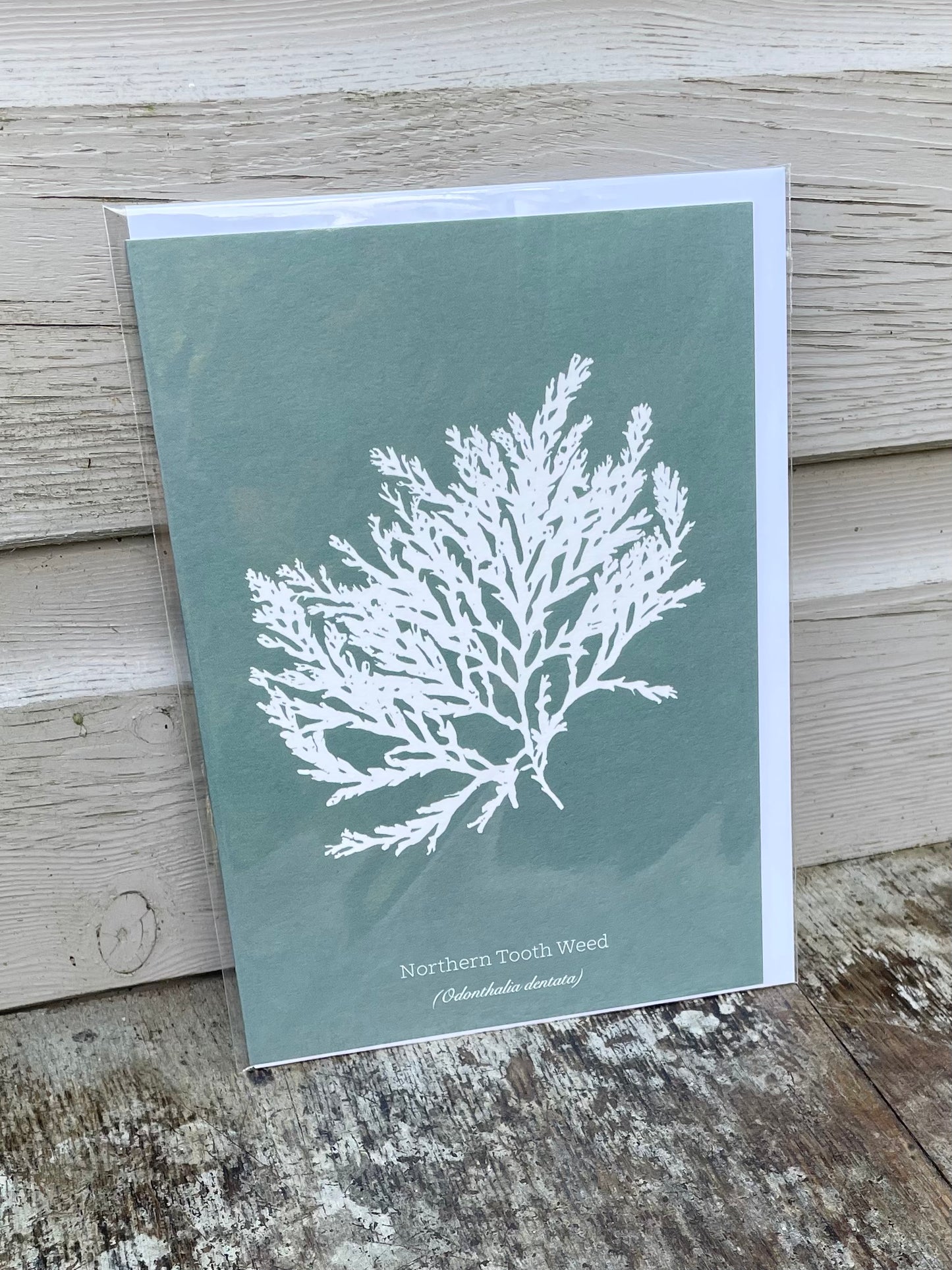 Northern Tooth Weed Deep Aquamarine Seaweed Greeting Card