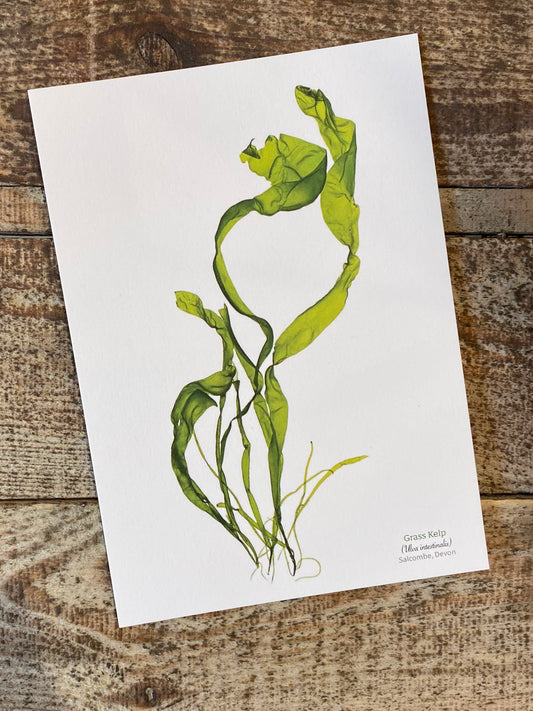 Grass Kelp Postcard (Salcombe)