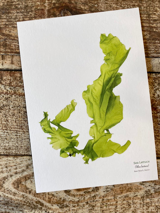 Sea Lettuce Postcard (Beer)