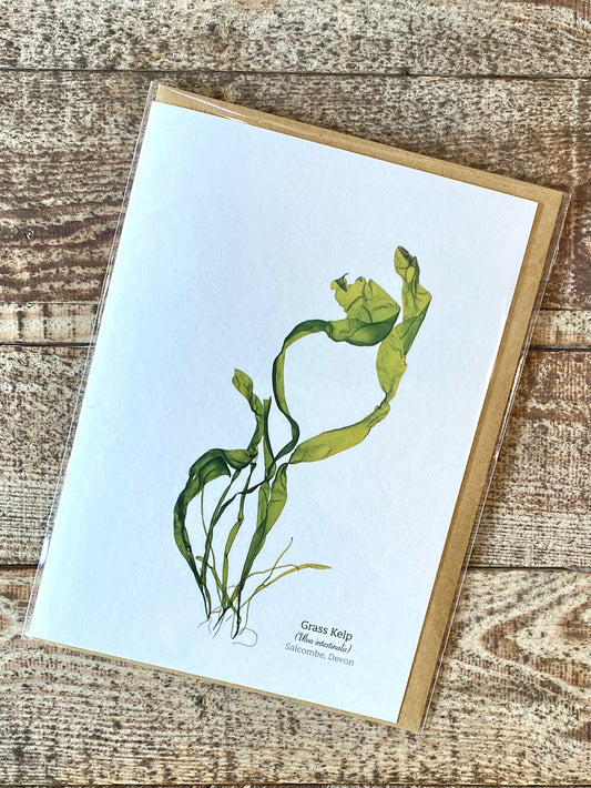 Grass Kelp (Salcombe) Seaweed Greeting Card