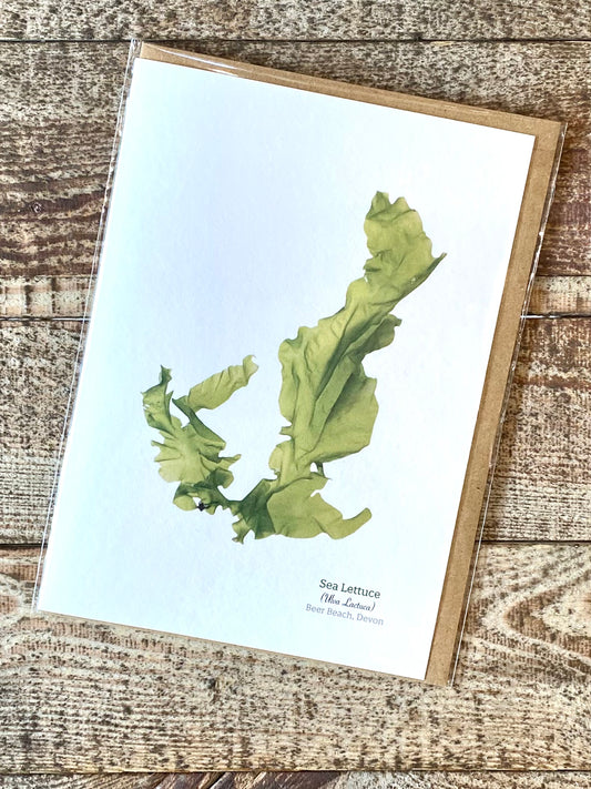 Sea Lettuce (Beer Beach) Seaweed Greeting Card