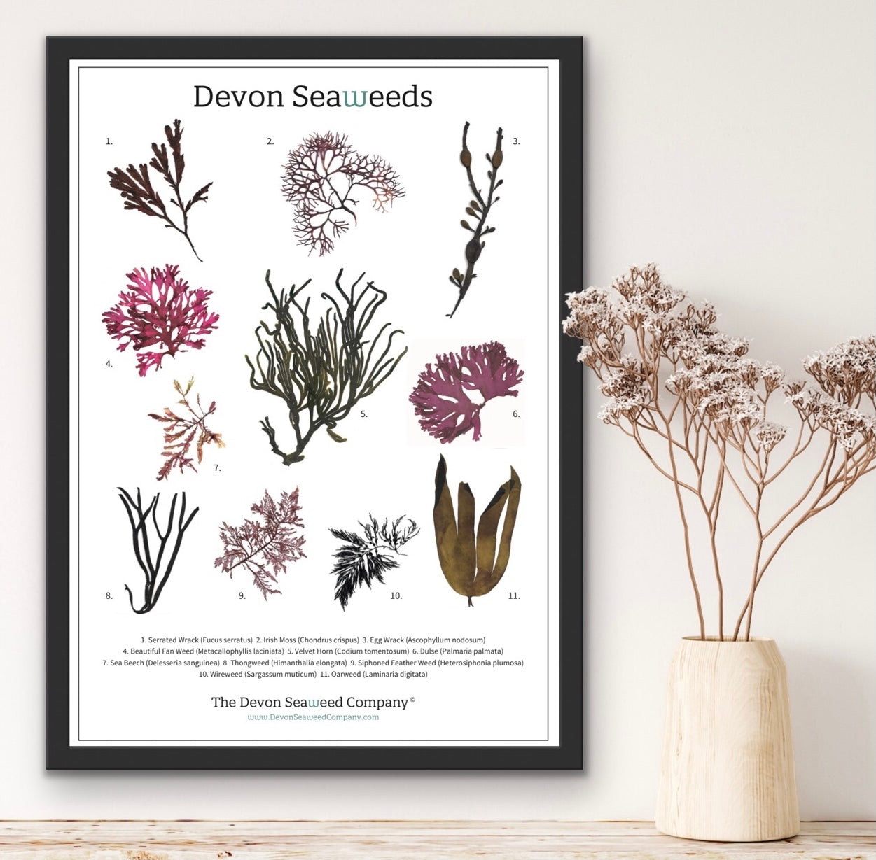 Devon Seaweeds Guide 01