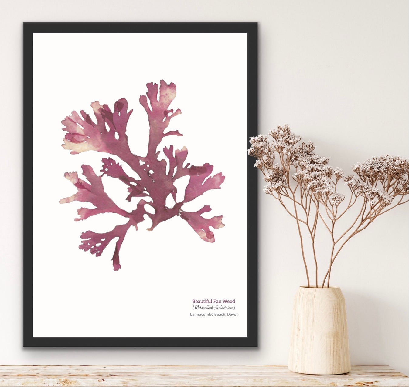 Beautiful Fan weed 01 Limited Edition Seaweed Print (Lannacombe)