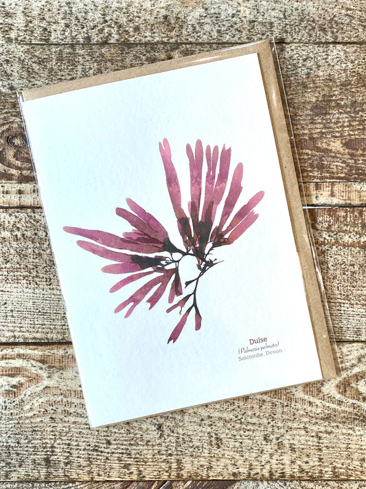 Dulse (Salcombe) Seaweed Greeting Card