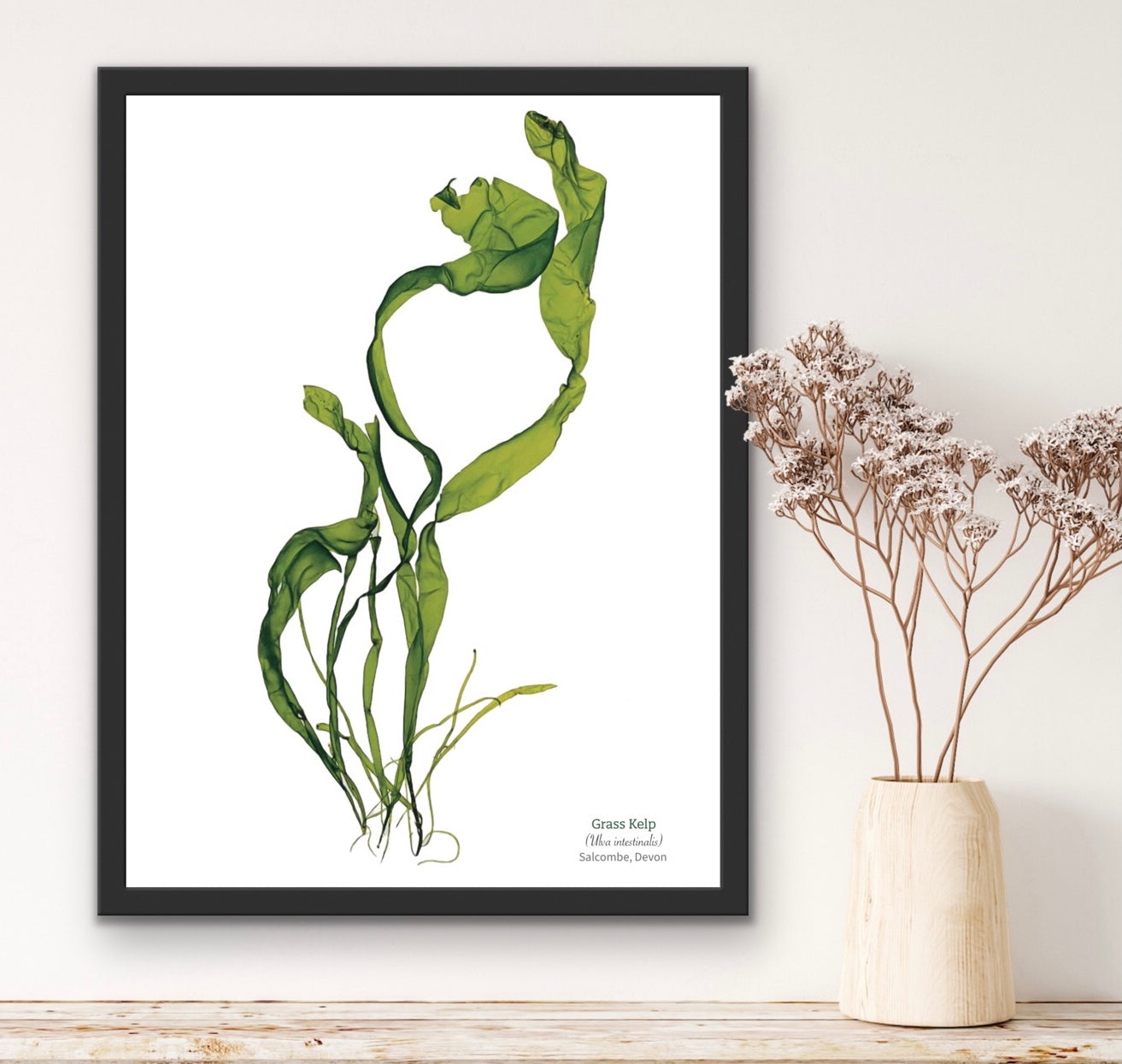 Grass Kelp 02 Limited Edition Seaweed Print (Salcombe)