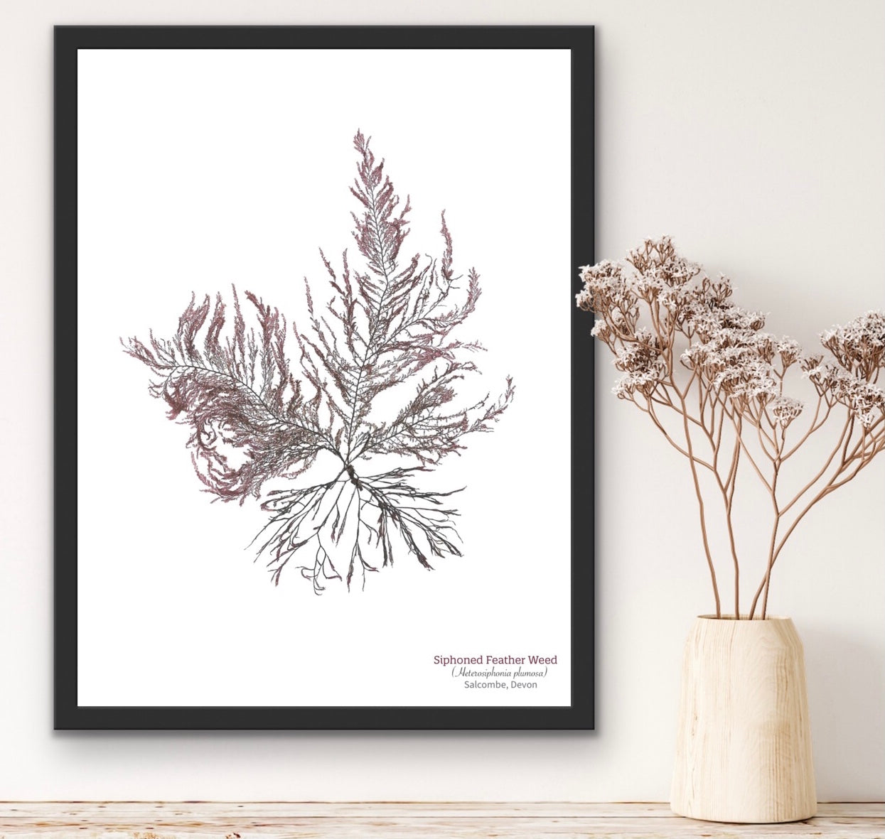 Siphoned Feather Weed 04 Limited Edition Seaweed Print (Salcombe)