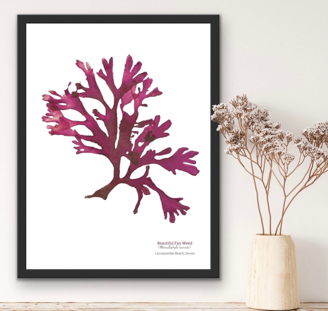 Beautiful Fan weed 03 Limited Edition Seaweed Print (Lannacombe)