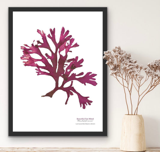 Beautiful Fan weed 03 Limited Edition Seaweed Print (Lannacombe)