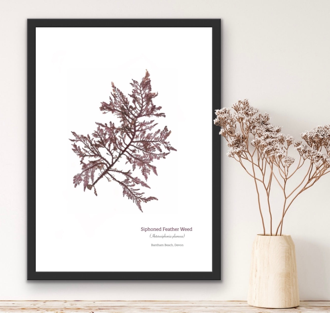 Siphoned Feather Weed 01 Limited Edition Seaweed Print (Bantham)