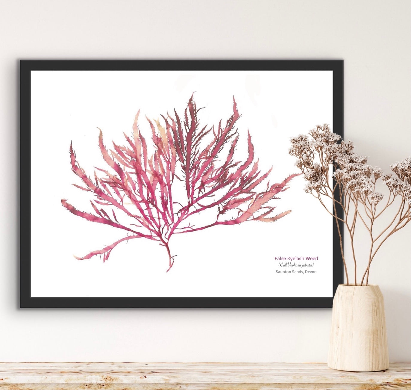 False Eyelash Weed 02 Limited Edition Seaweed Print (Saunton Sands)