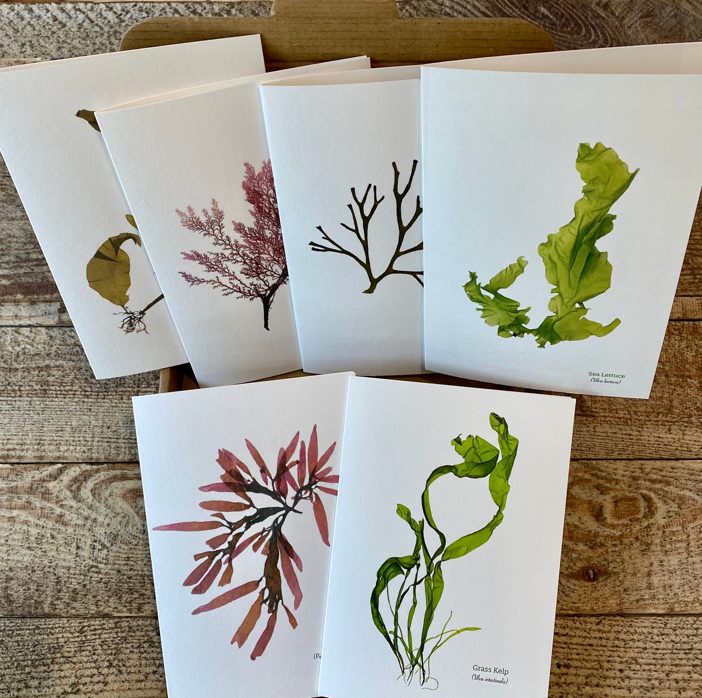 Box of 6 Notecards & Envelopes