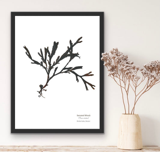 Serrated Wrack 02 Limited Edition Seaweed Print (Strete Gate)