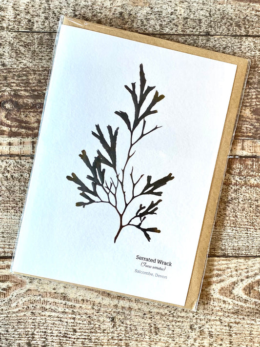 Serrated Wrack (Salcombe) Seaweed Greeting Card