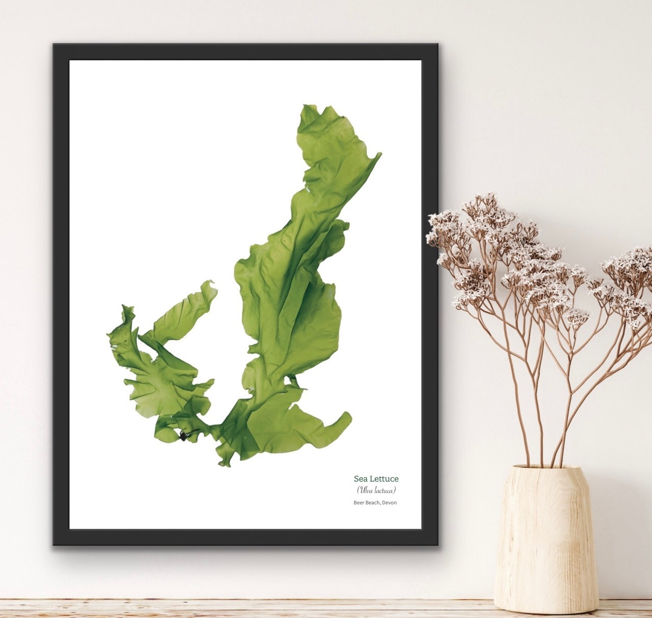 Sea Lettuce 02 Limited Edition Seaweed Print (Beer Beach)