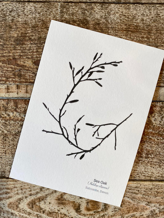 Black Sea Oak Postcard (Salcombe)