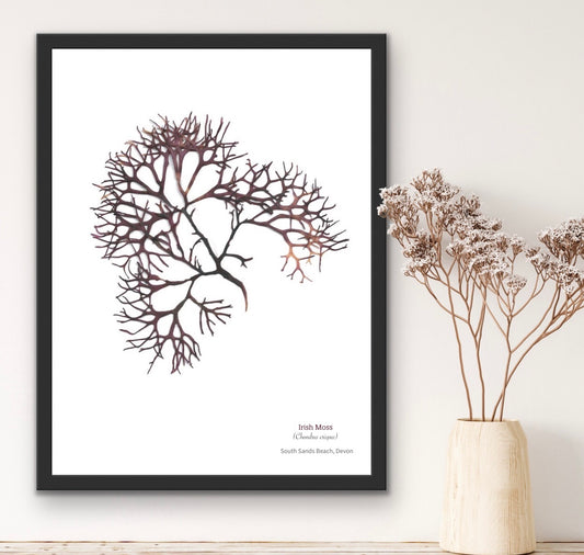 Irish Moss Limited Edition A4 Seaweed Print (South Sands, Salcombe)