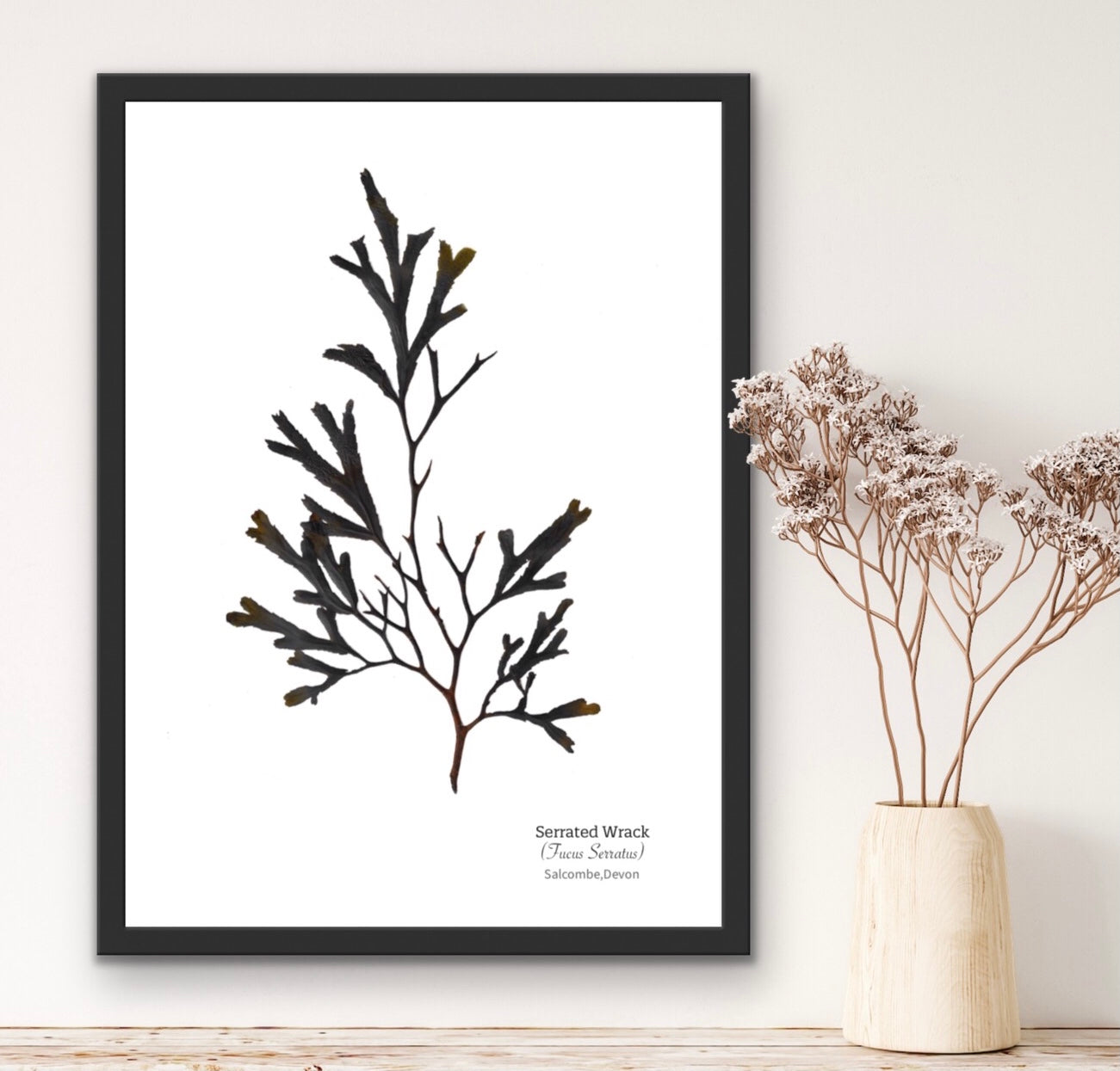 Serrated Wrack 03 Limited Edition Seaweed Print (Salcombe)