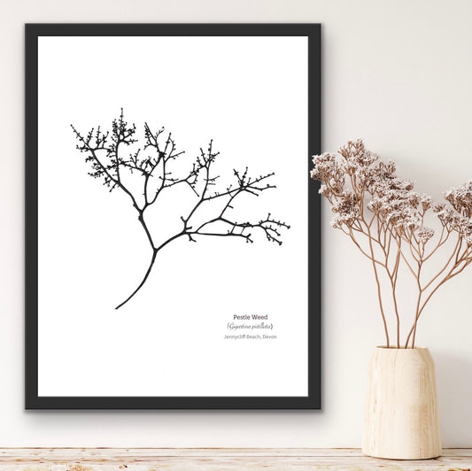 Pestle Weed Limited Edition Seaweed Print (Jennycliff Beach)